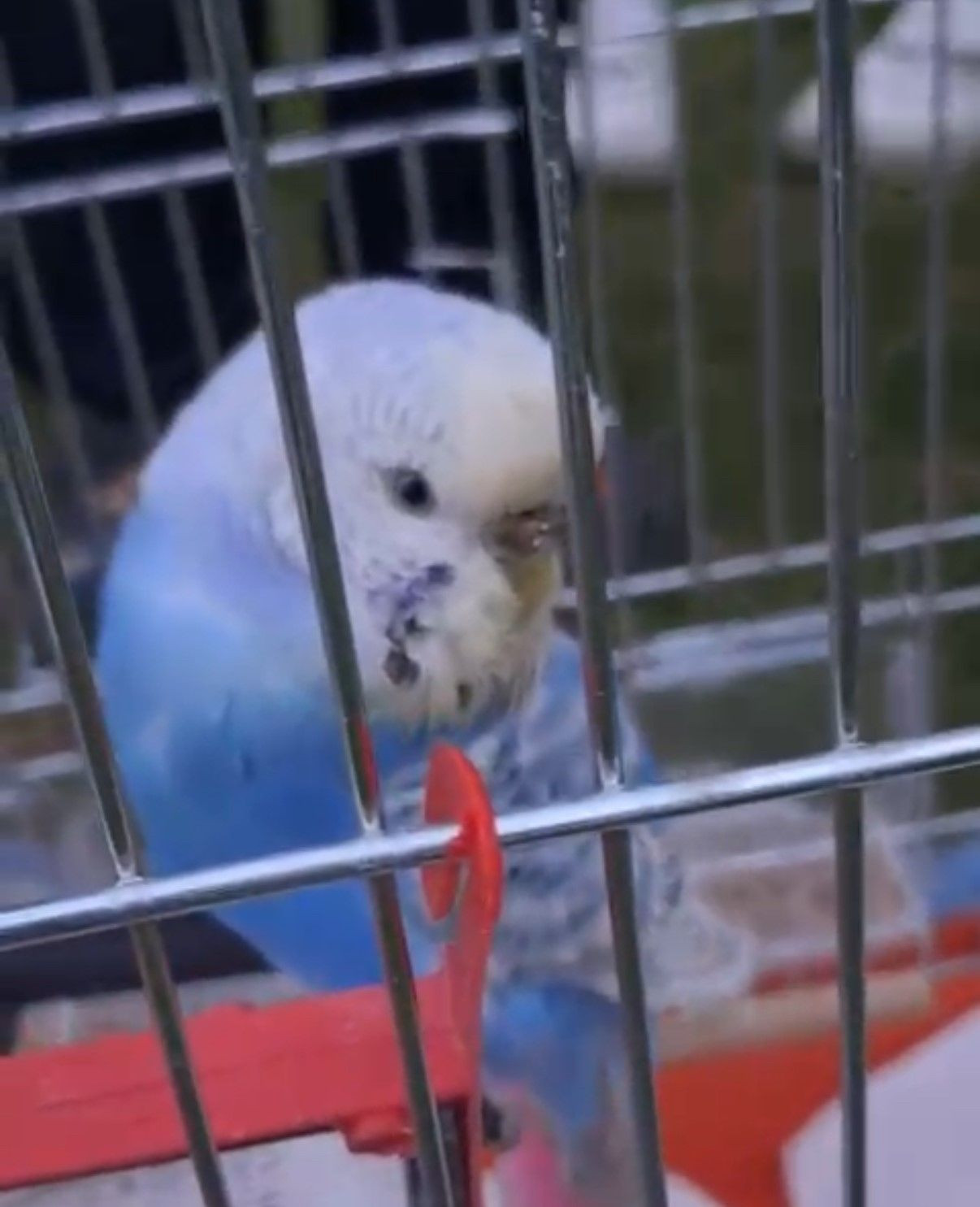 Düzce'de Pervaza Sıkışan Muhabbet Kuşu Kurtarıldı - Sayfa 6