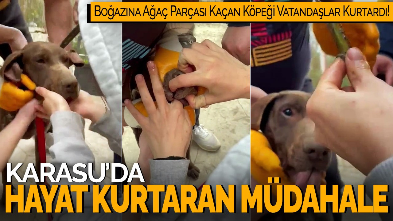 Karasu’da Hayat Kurtaran Müdahale: Boğazına Ağaç Parçası Kaçan Köpeği Vatandaşlar Kurtardı!