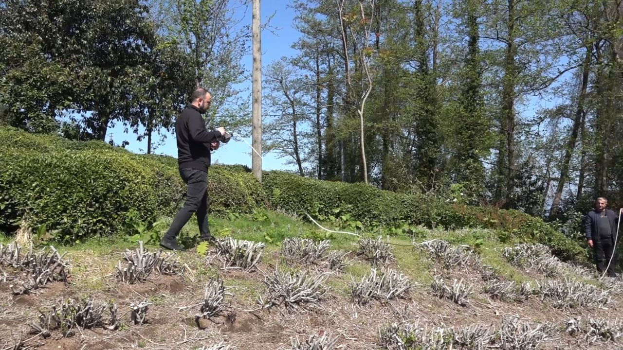 Yaş Çay Üreticileri Son Hazırlıklarını Tamamlıyor - Sayfa 4