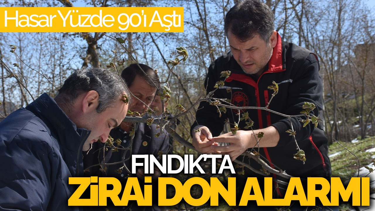 Hendek'te Fındıkta Zirai Don Alarmı: Hasar Yüzde 90’ı Aştı