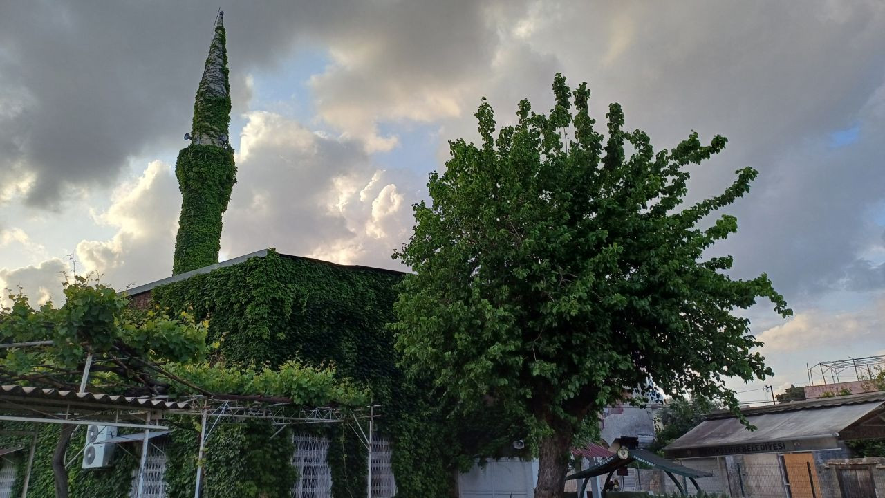 Adana'nın Botanik Bahçesi "Yeşil Cami" Sarmaşıklara Büründü - Sayfa 1