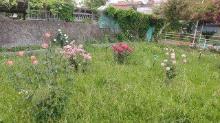 Adana'nın Botanik Bahçesi "Yeşil Cami" Sarmaşıklara Büründü - Sayfa 6