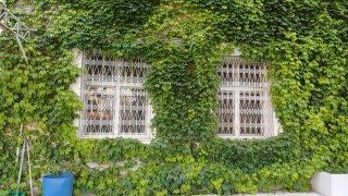 Adana'nın Botanik Bahçesi "Yeşil Cami" Sarmaşıklara Büründü - Sayfa 8