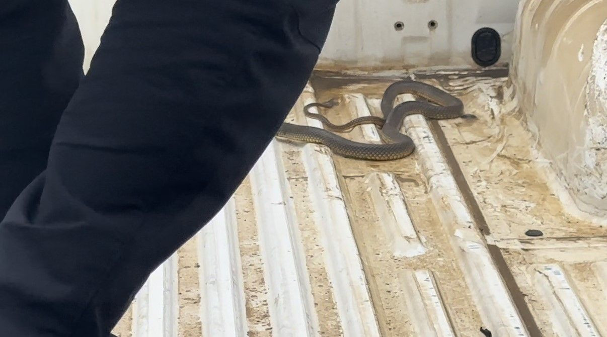 Aracının İçine Giren Yılanı Böyle Uğurladı: 'Bir Daha Gelme Arkadaşım' - Sayfa 1