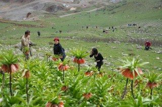 Ters Laleleri Görmek İçin 500 Kilometre Yol Geldiler Ama Dokunamadılar - Sayfa 3