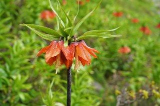 Ters Laleleri Görmek İçin 500 Kilometre Yol Geldiler Ama Dokunamadılar - Sayfa 5