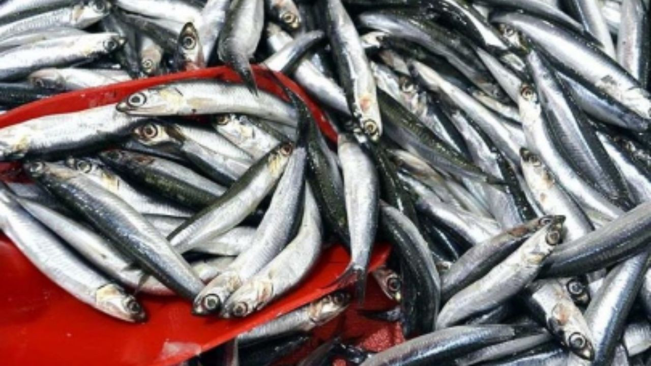 Su Ürünlerinde Karadeniz Rüzgarı: 24 Ülkeye İhracat Yapıldı - Sayfa 1