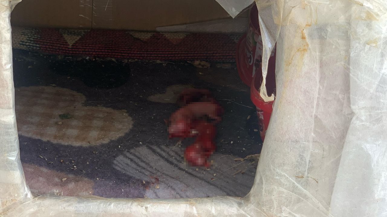 Ölü Doğum Yapan Anne Kediye Şefkat Eli - Sayfa 1