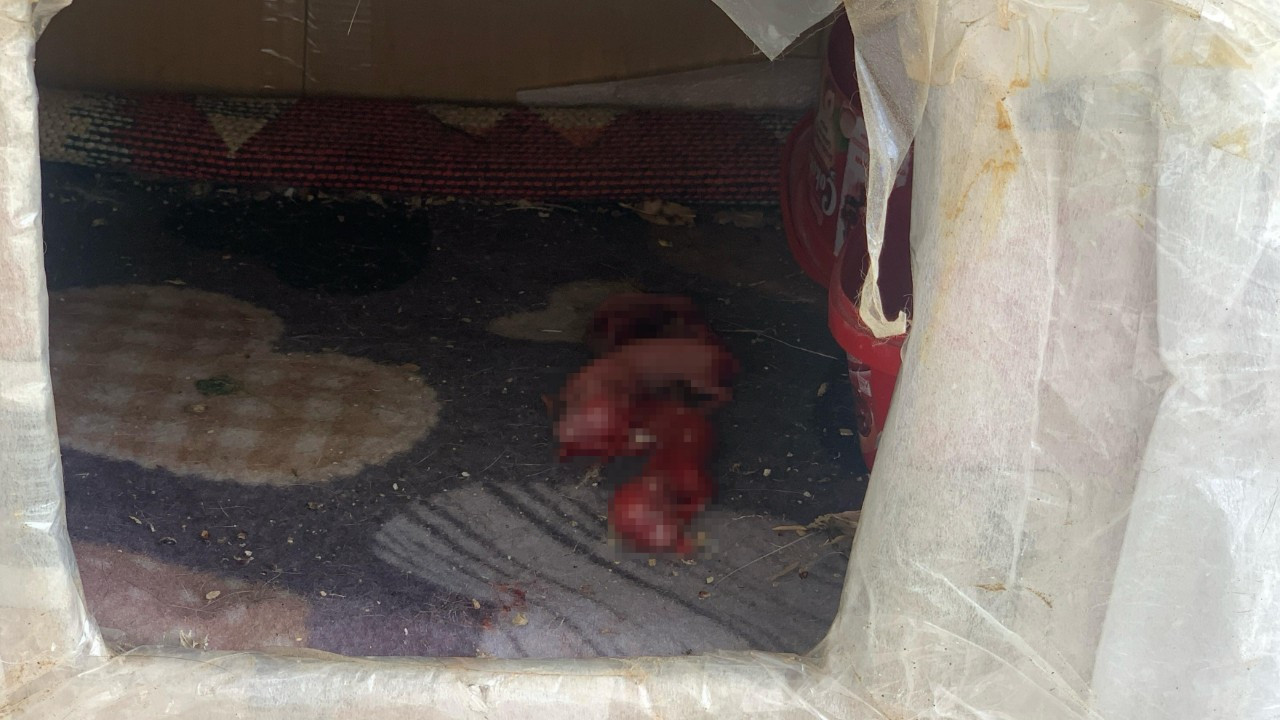Ölü Doğum Yapan Anne Kediye Şefkat Eli