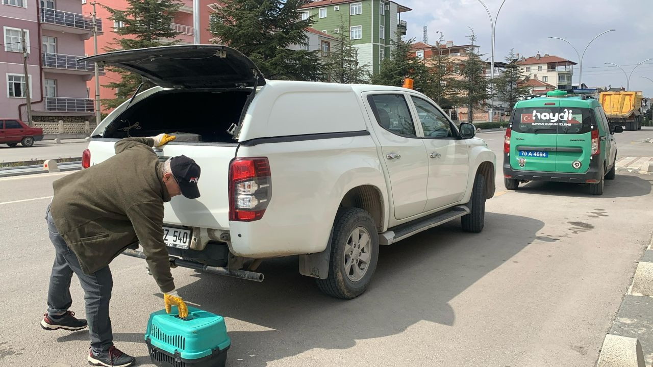 Ölü Doğum Yapan Anne Kediye Şefkat Eli - Sayfa 4