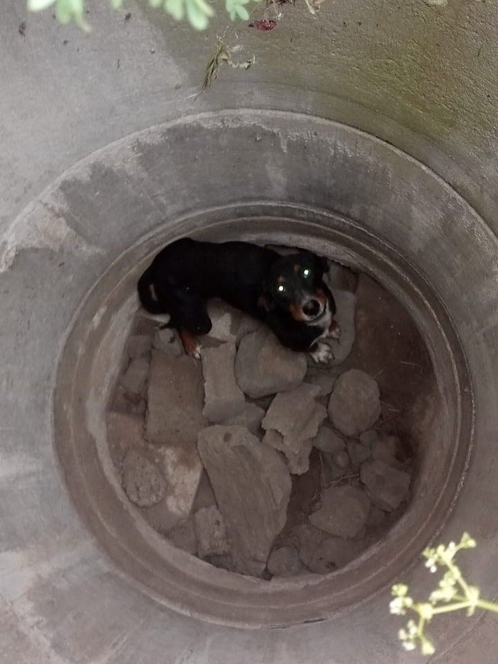 Kuyuya düşen köpeği itfaiye kurtardı - Sayfa 1