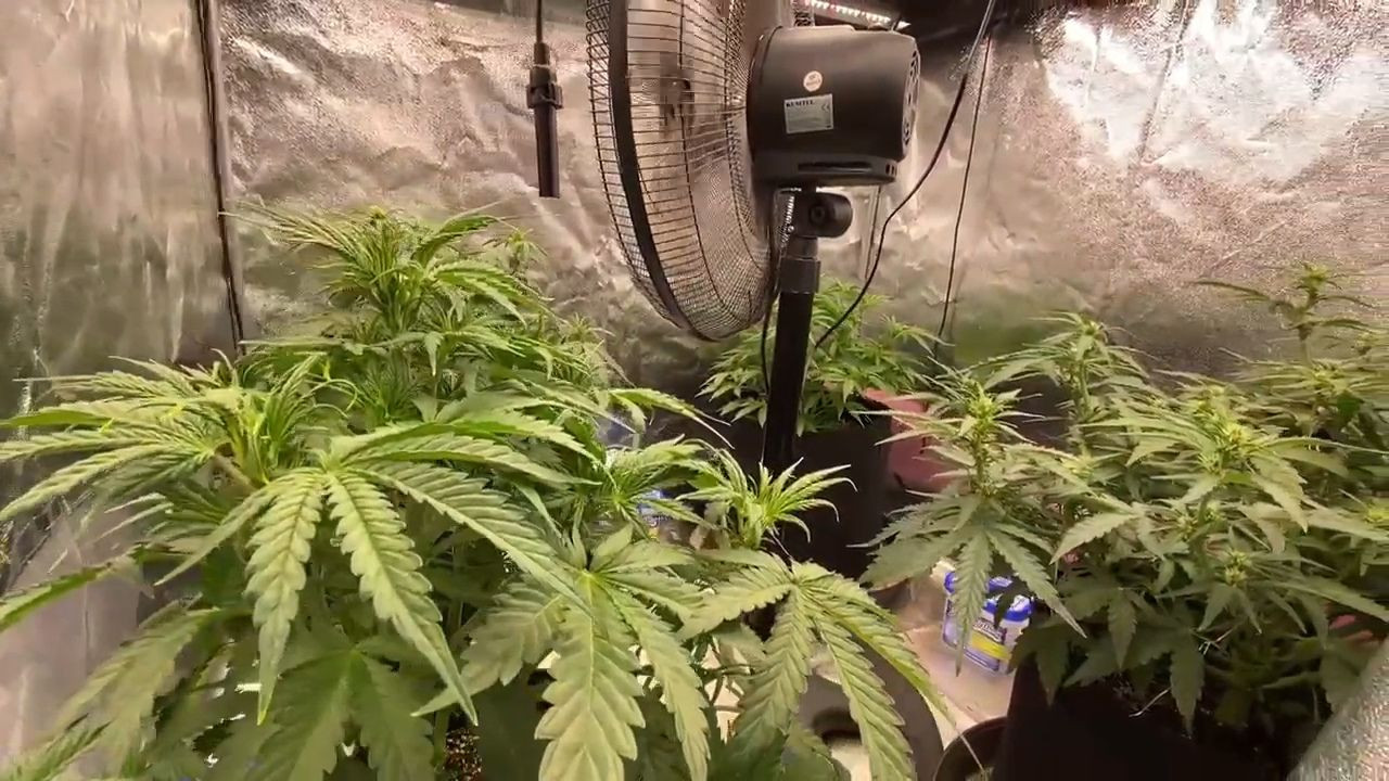 Evine iklimlendirme sistemi kurup kenevir yetiştirdi, jandarmaya yakalandı - Sayfa 3