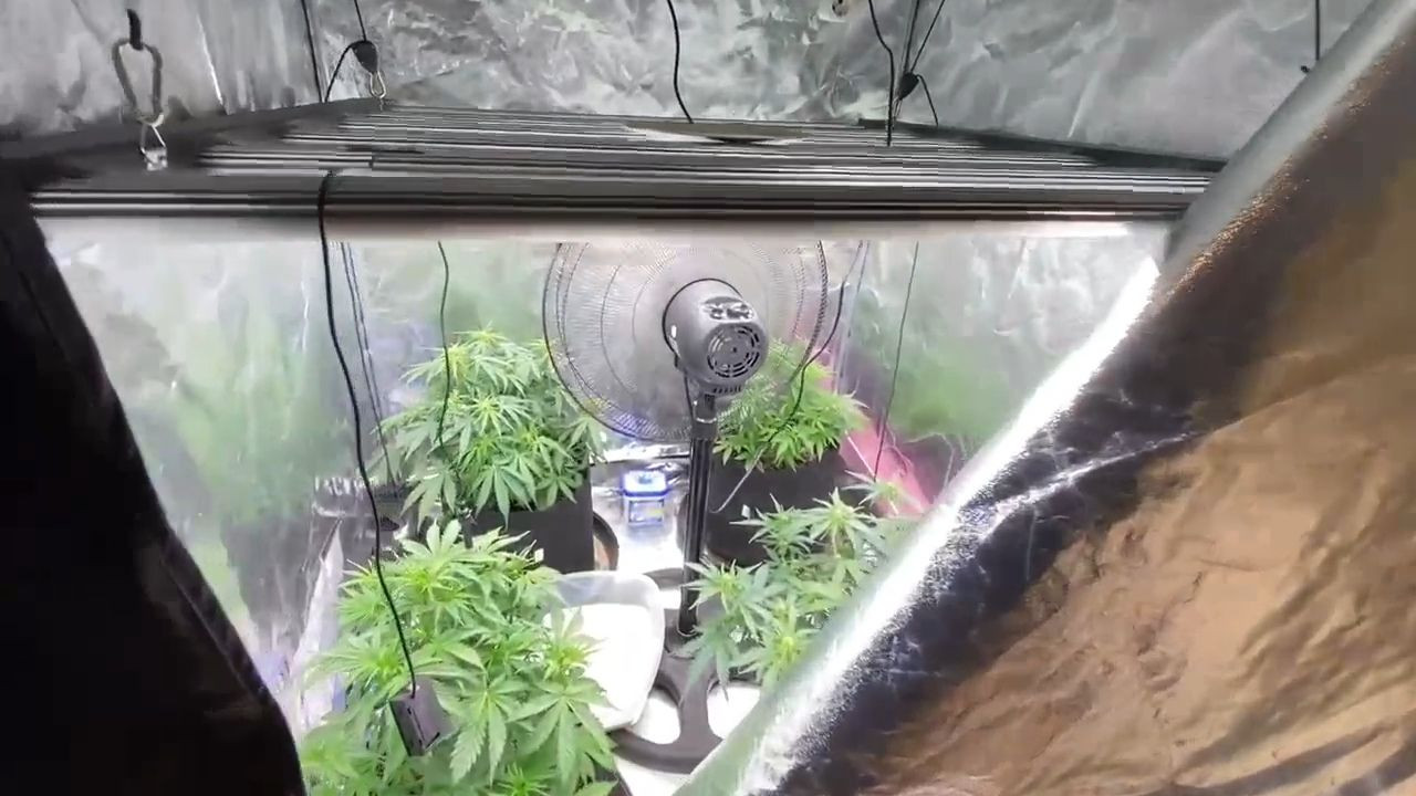 Evine iklimlendirme sistemi kurup kenevir yetiştirdi, jandarmaya yakalandı - Sayfa 2