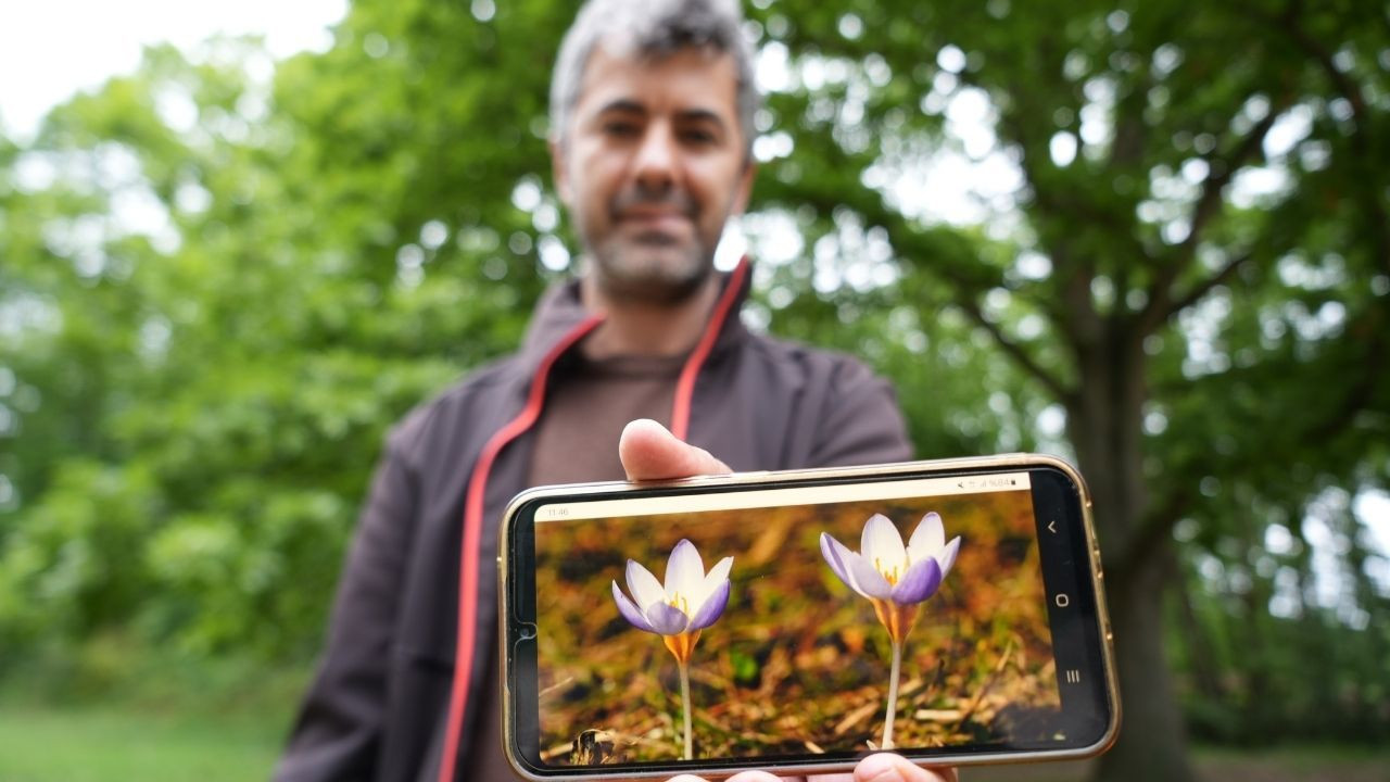 Dünyada sadece Kocaeli'de var: "Kesinlikle yenilmemeli, kopartılmamalıdır" - Sayfa 7