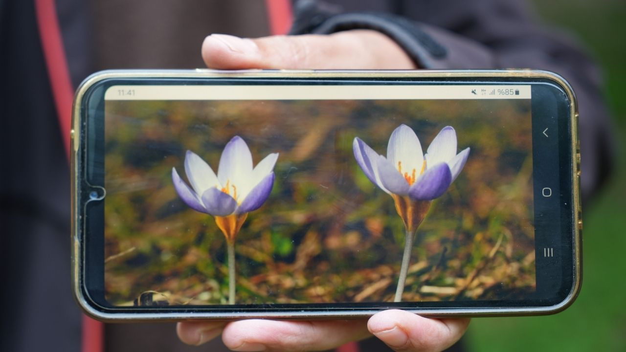 Dünyada sadece Kocaeli'de var: "Kesinlikle yenilmemeli, kopartılmamalıdır" - Sayfa 2