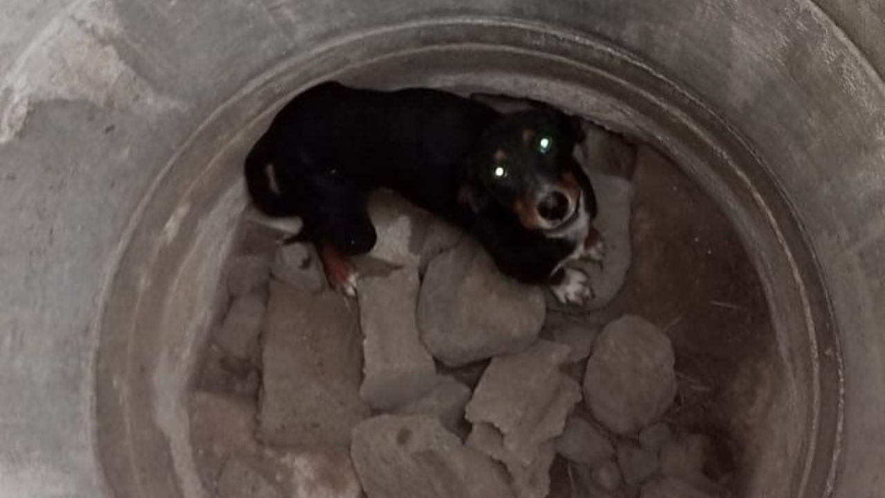 Kuyuya düşen köpeği itfaiye kurtardı