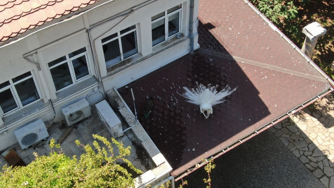 Arkeoloji Müzesi'nin renkli nöbetçileri - Sayfa 4