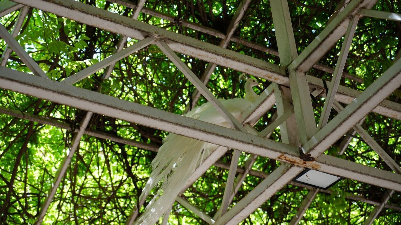 Arkeoloji Müzesi'nin renkli nöbetçileri - Sayfa 3