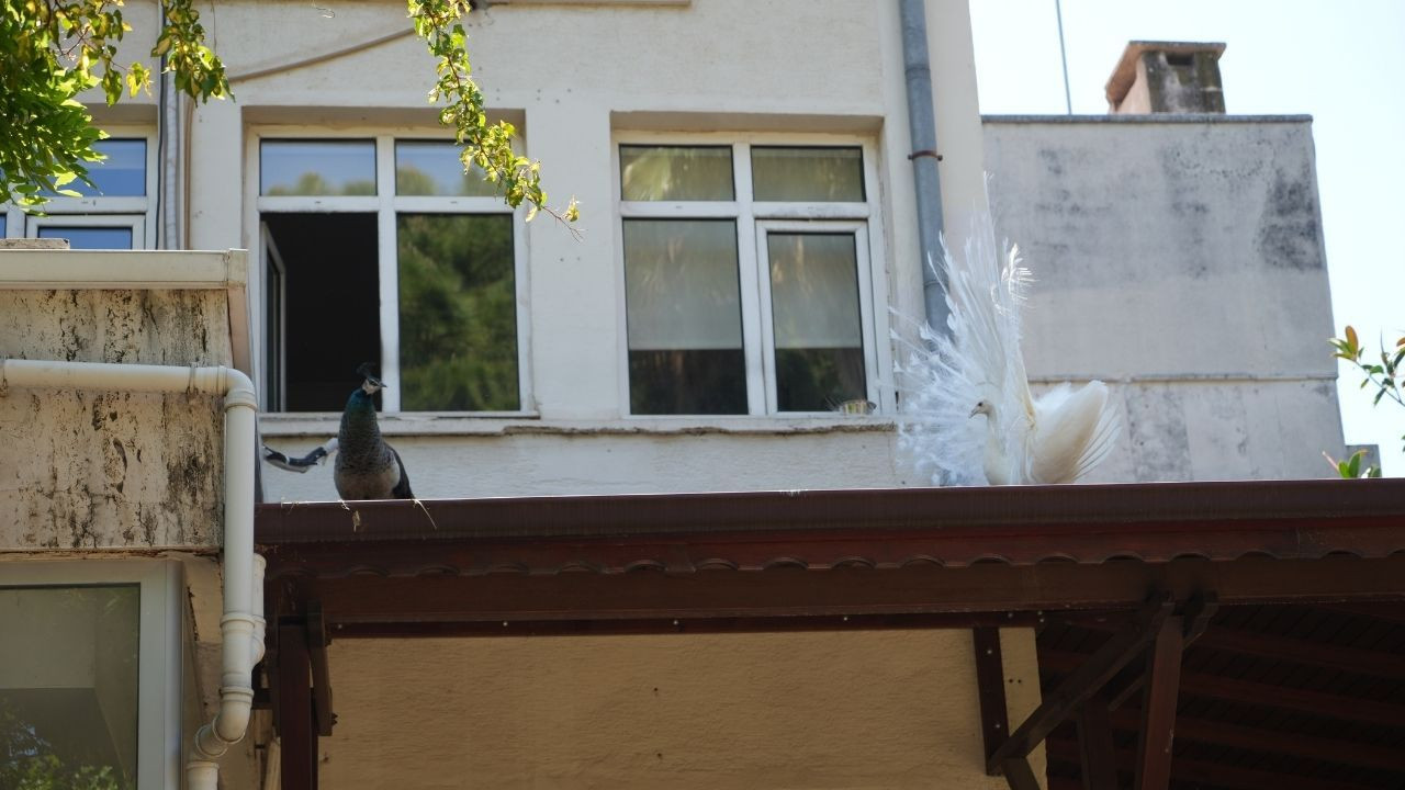 Arkeoloji Müzesi'nin renkli nöbetçileri - Sayfa 6