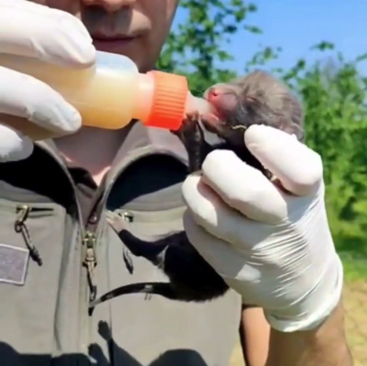 Düzce'de İnşaat Sırasında 9 Yavru Tilki Bulundu! - Sayfa 1