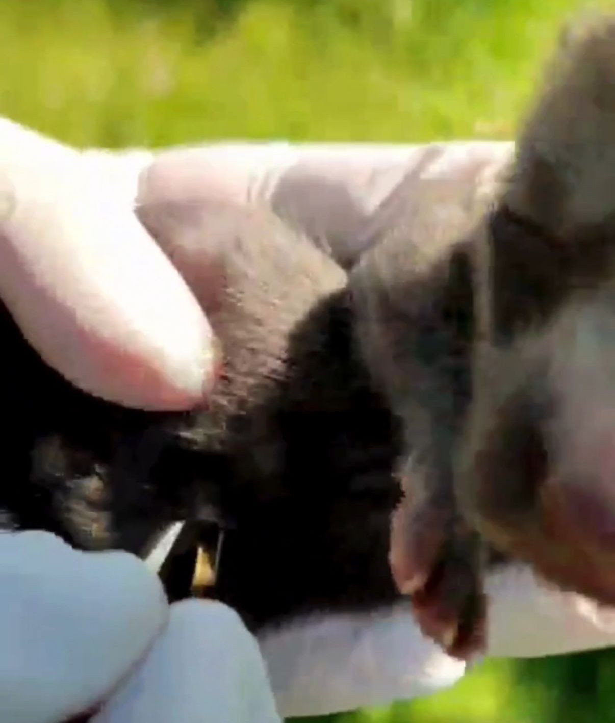 Düzce'de İnşaat Sırasında 9 Yavru Tilki Bulundu! - Sayfa 5