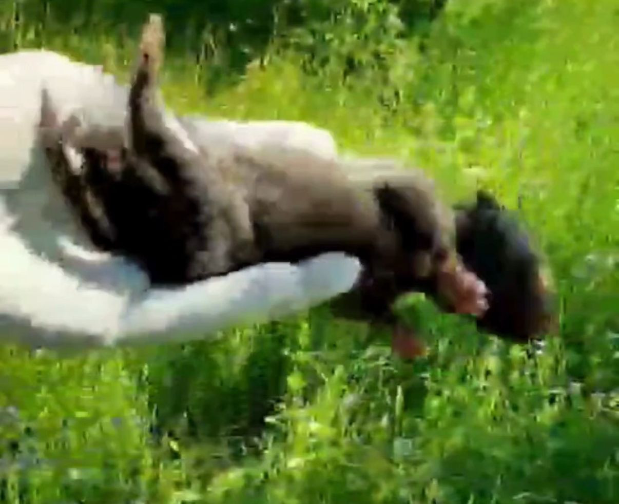 Düzce'de İnşaat Sırasında 9 Yavru Tilki Bulundu! - Sayfa 2