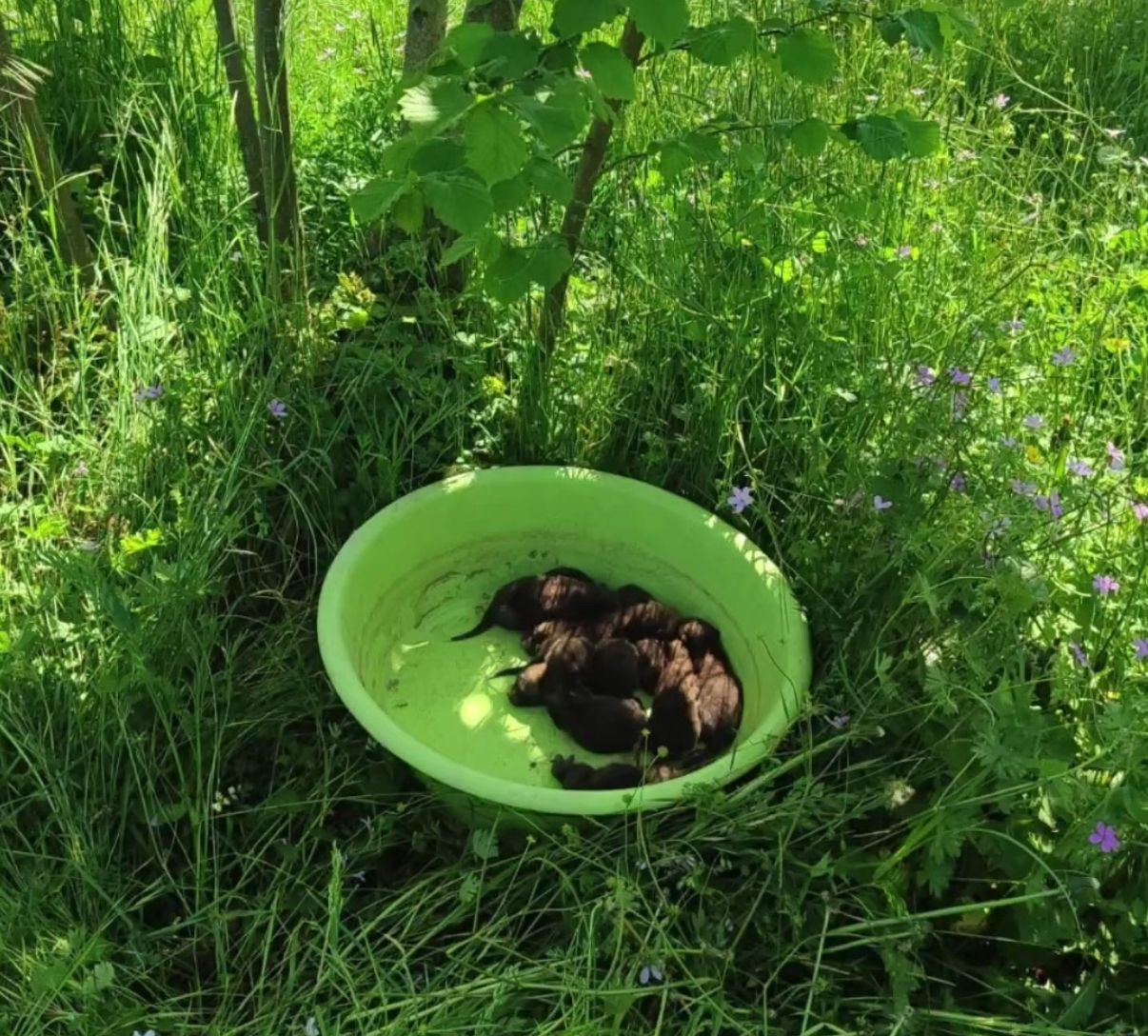 Düzce'de İnşaat Sırasında 9 Yavru Tilki Bulundu! - Sayfa 3