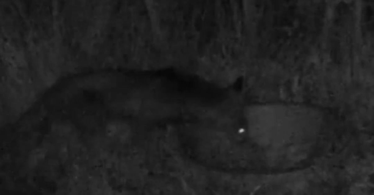 Düzce'de İnşaat Sırasında 9 Yavru Tilki Bulundu! - Sayfa 4