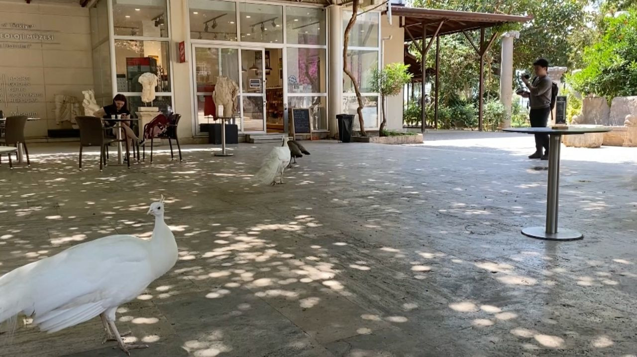 Arkeoloji Müzesi'nin renkli nöbetçileri - Sayfa 2