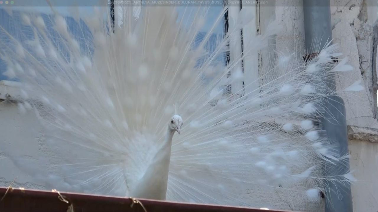 Arkeoloji Müzesi'nin renkli nöbetçileri - Sayfa 1