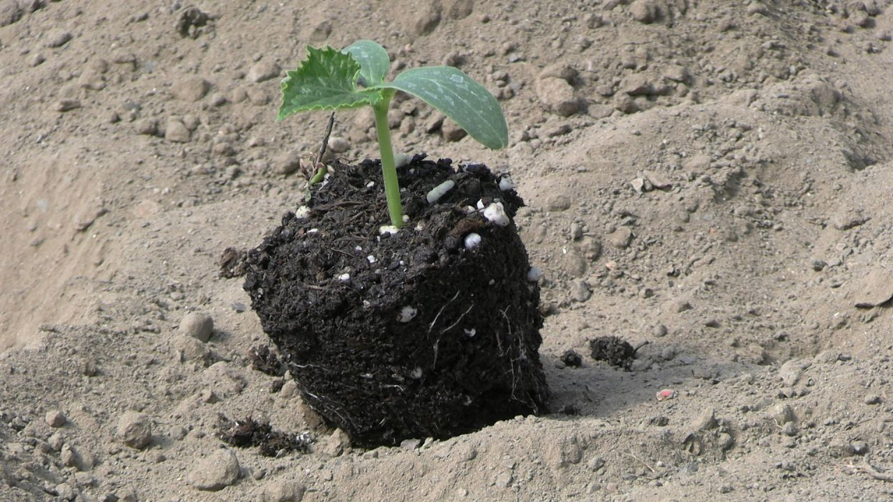 Trakya'nın küçük tarım elçileri yetişiyor - Sayfa 4
