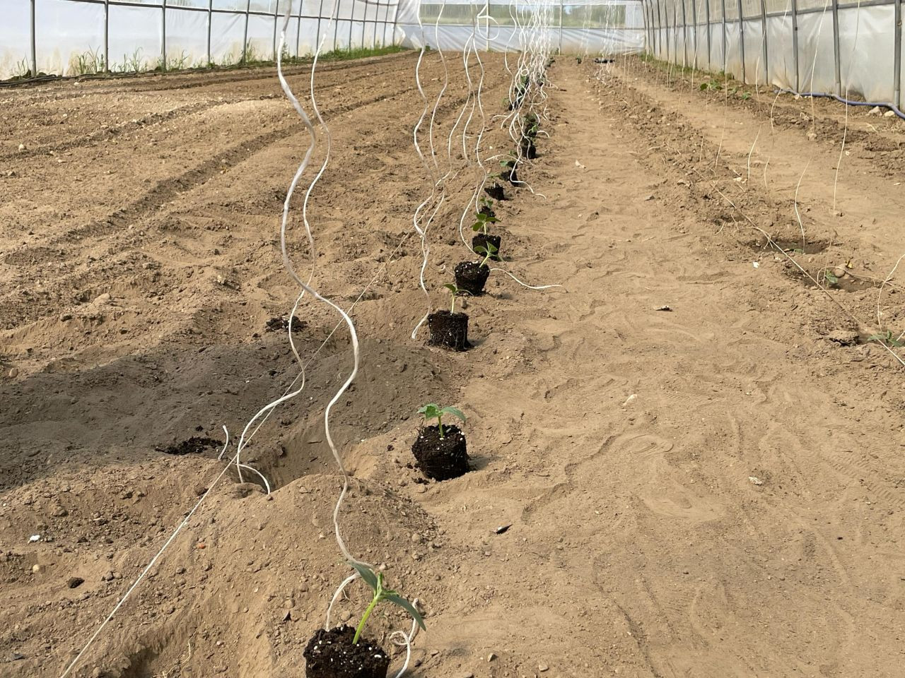 Trakya'nın küçük tarım elçileri yetişiyor - Sayfa 1
