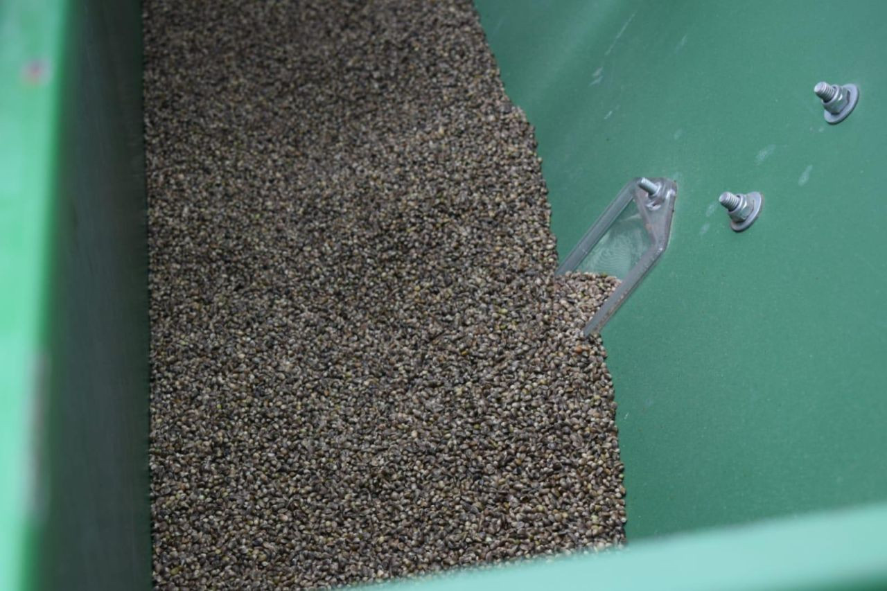 Kenevir ekimine başlandı - Sayfa 2