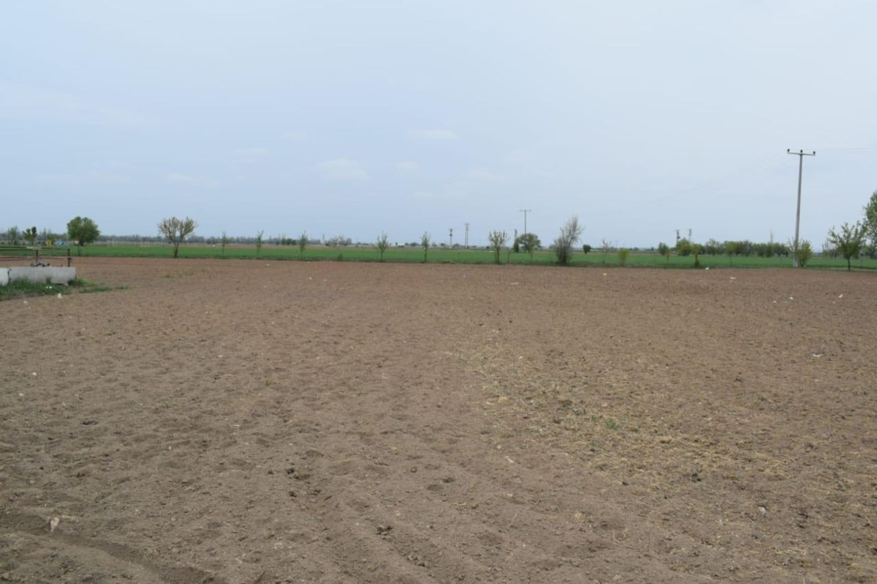 Kenevir ekimine başlandı - Sayfa 1