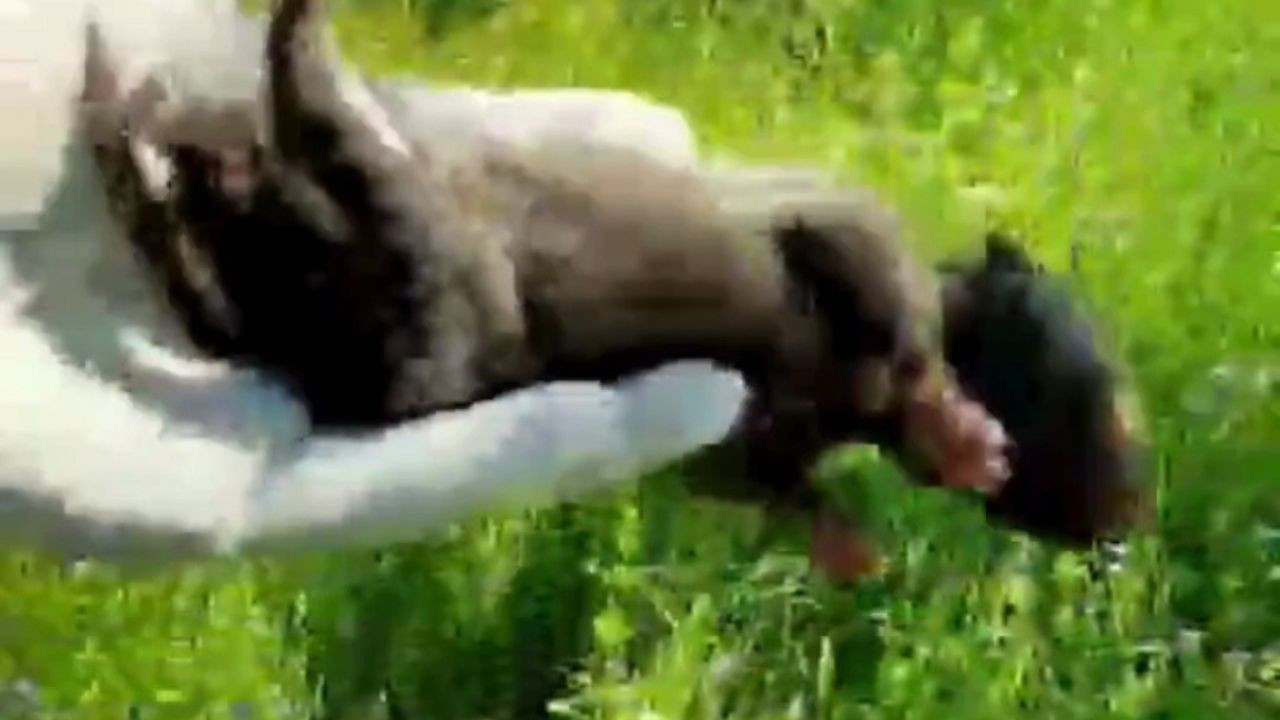 Düzce'de İnşaat Sırasında 9 Yavru Tilki Bulundu!