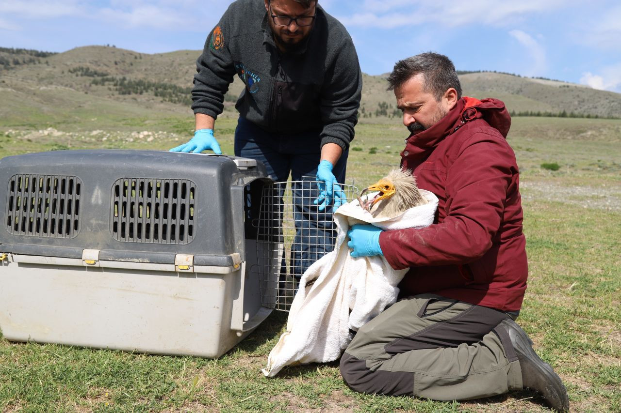 Akbaba Midas 101 bin kilometre uçtu - Sayfa 5