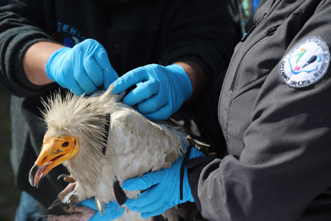 Akbaba Midas 101 bin kilometre uçtu - Sayfa 2