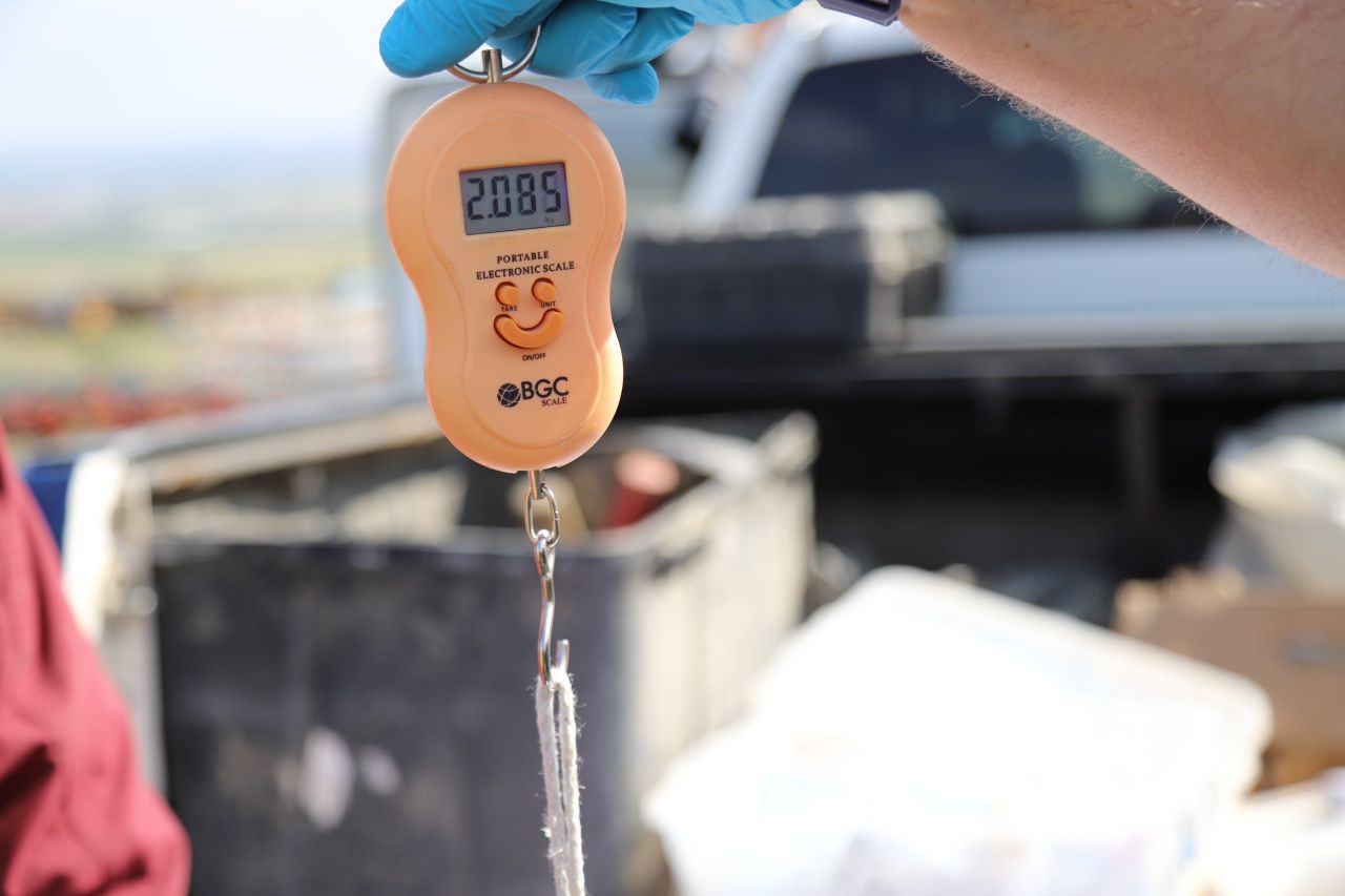 Akbaba Midas 101 bin kilometre uçtu - Sayfa 1