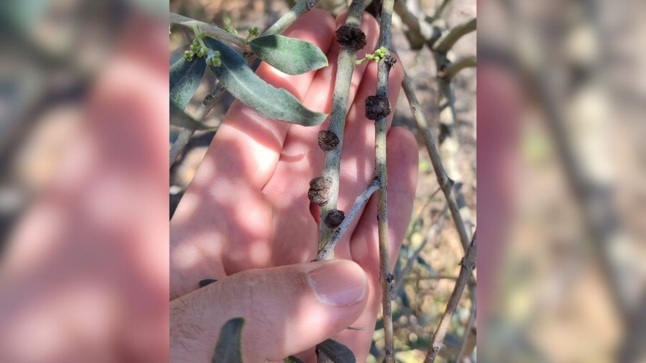 Zeytin Üreticilerine Önemli Uyarı