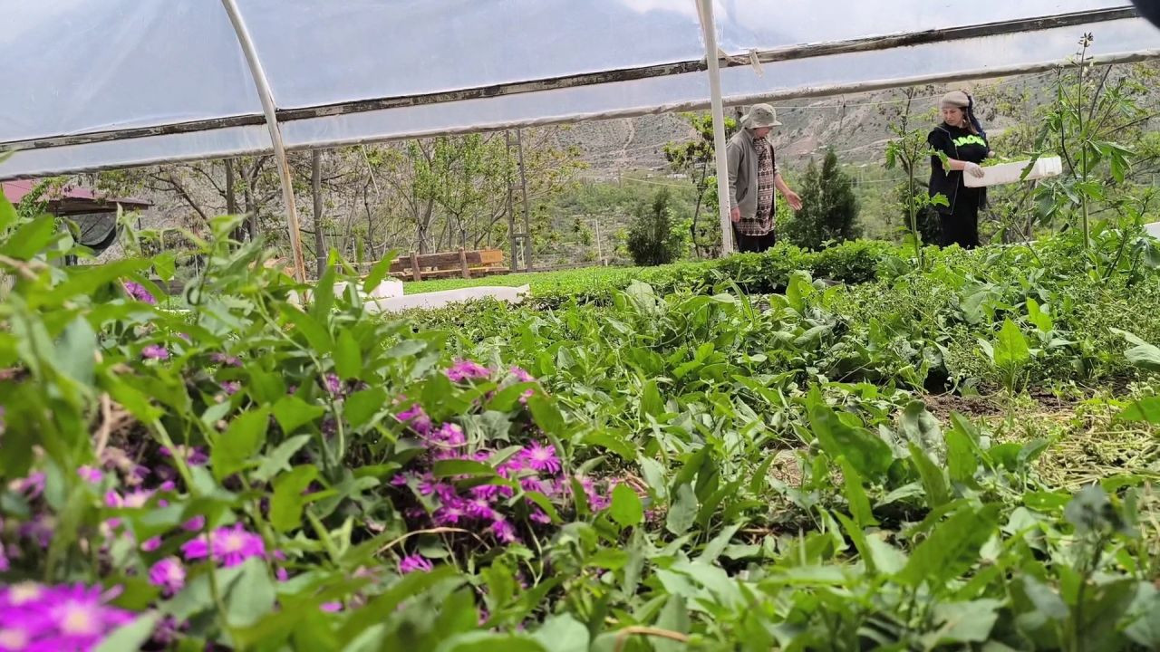 Uzundere’nin Çiçek Kadınları Yılda 1 Milyon Fide Üretiyor - Sayfa 4