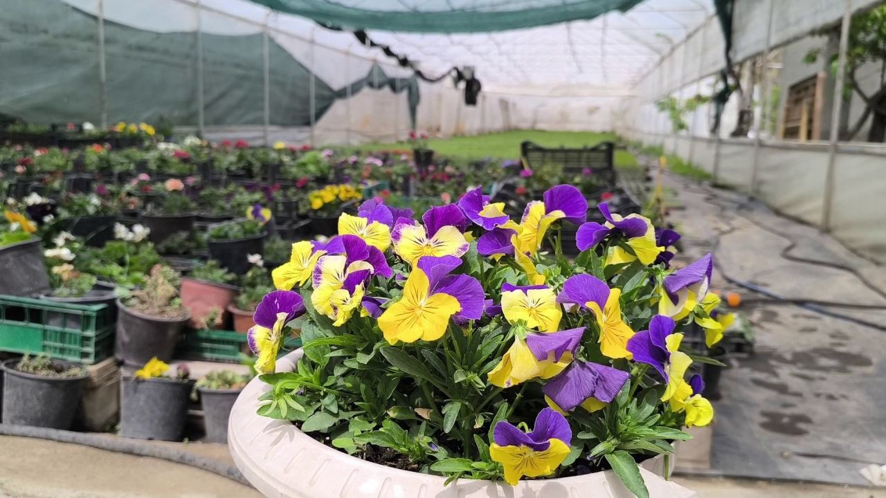 Uzundere’nin Çiçek Kadınları Yılda 1 Milyon Fide Üretiyor - Sayfa 5