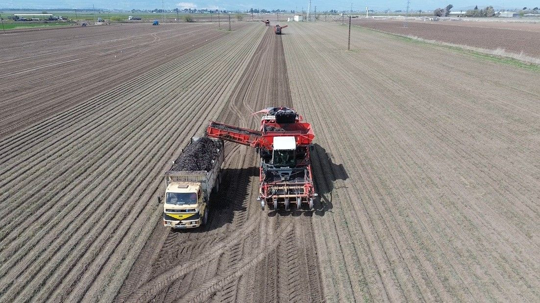 Amik Ovası'nda Bereketli Siyah Havuç Hasadı - Sayfa 1