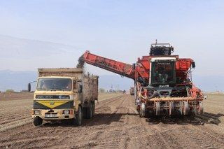 Amik Ovası'nda Bereketli Siyah Havuç Hasadı - Sayfa 2