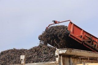 Amik Ovası'nda Bereketli Siyah Havuç Hasadı - Sayfa 3