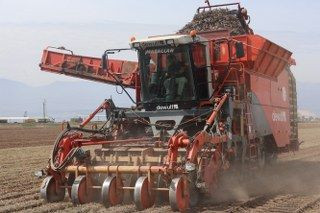 Amik Ovası'nda Bereketli Siyah Havuç Hasadı - Sayfa 4