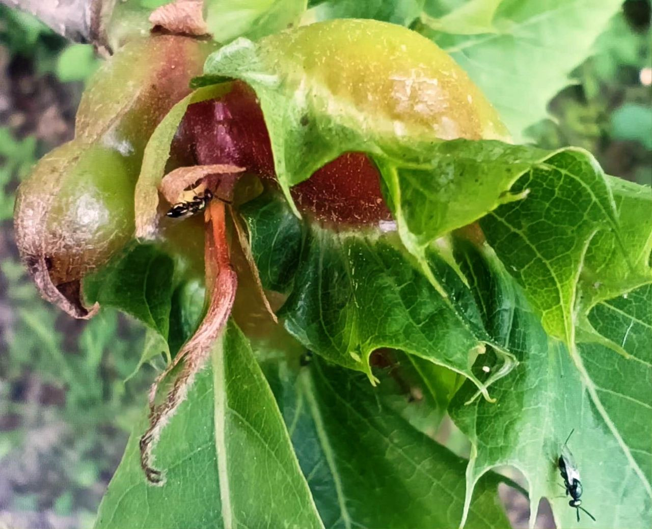 Samsun'da Katil Arılar İle Doğaya Salınan Böceklerle Mücadele Ediliyor - Sayfa 1