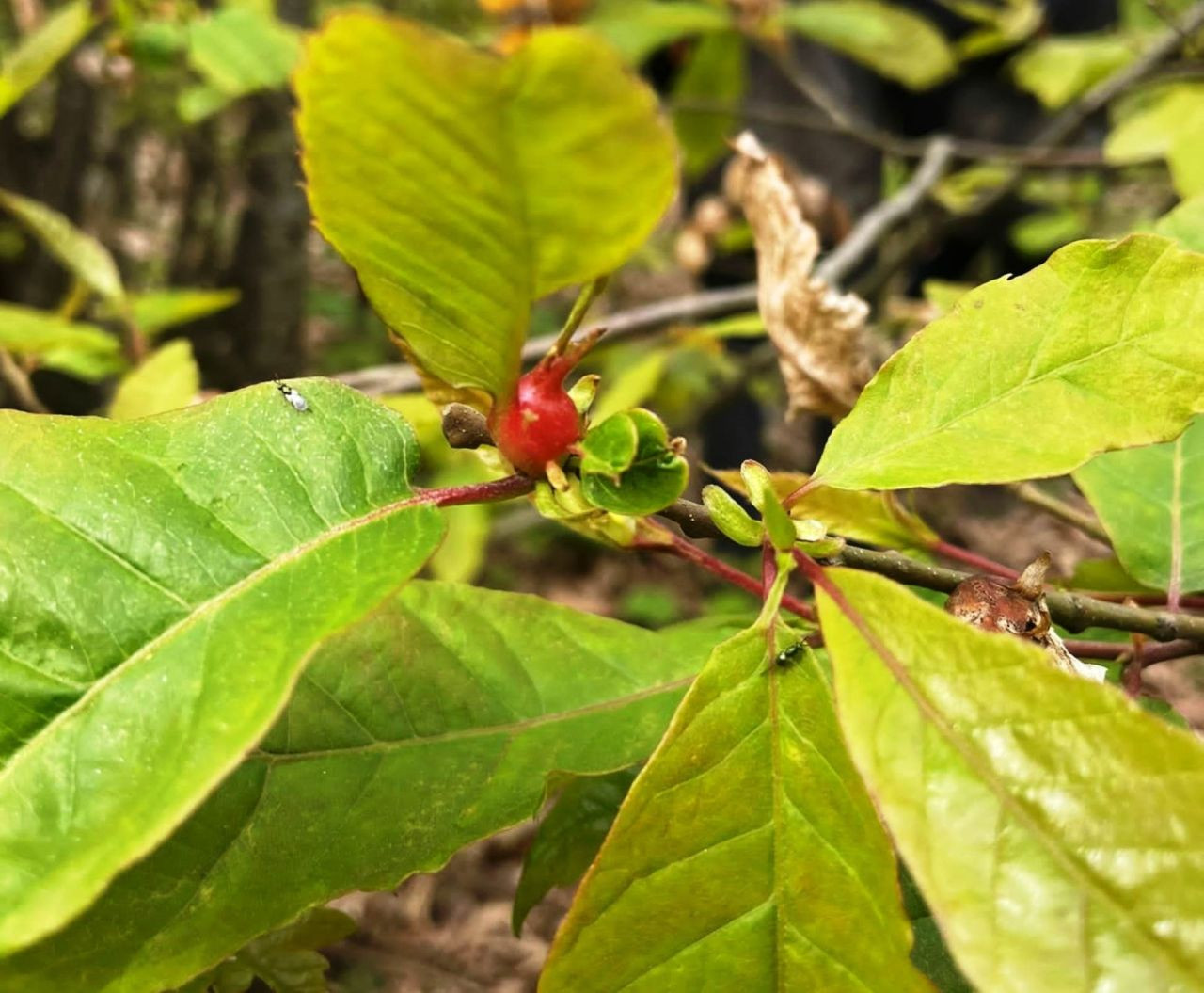 Samsun'da Katil Arılar İle Doğaya Salınan Böceklerle Mücadele Ediliyor - Sayfa 2