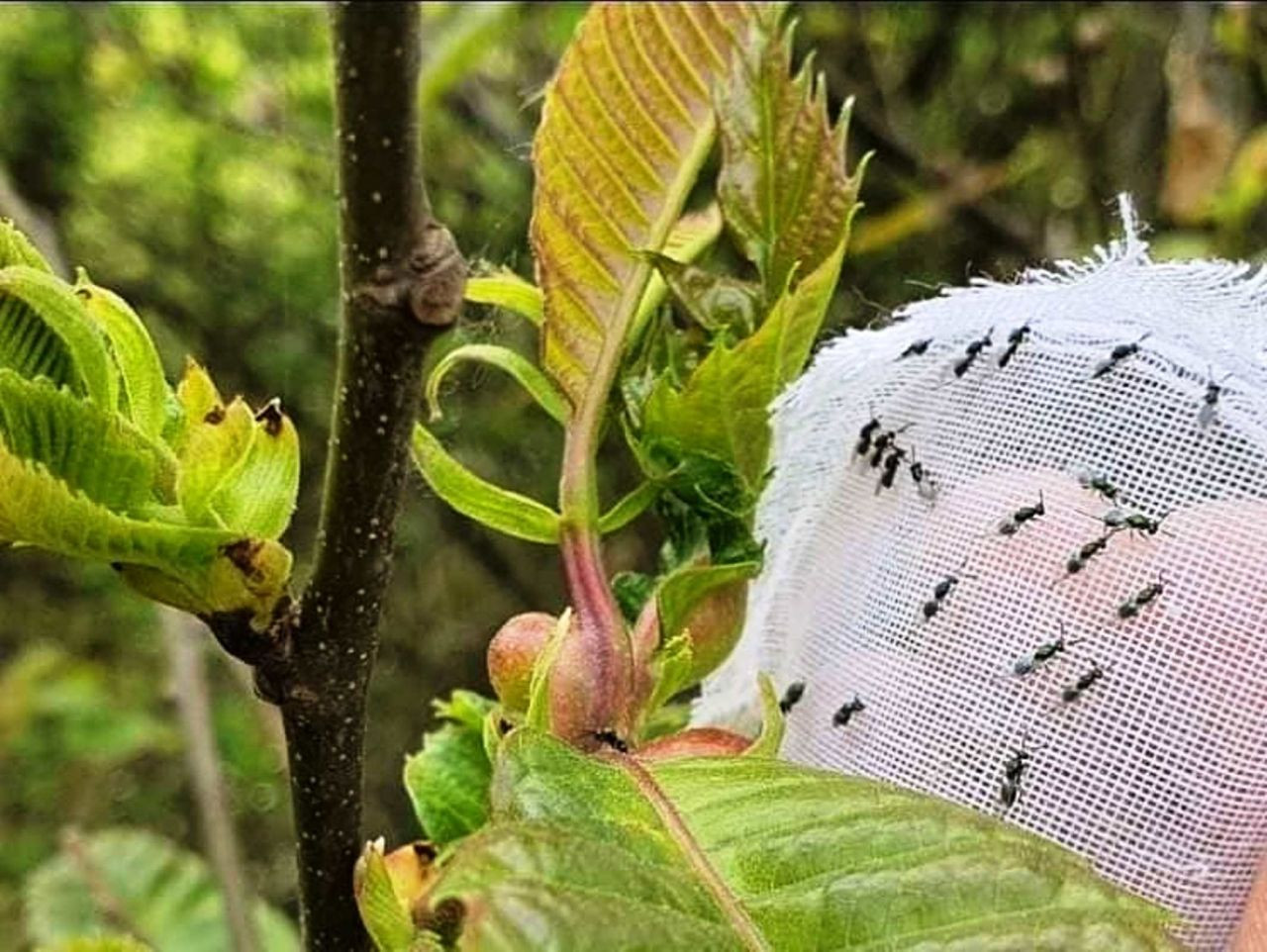 Samsun'da Katil Arılar İle Doğaya Salınan Böceklerle Mücadele Ediliyor - Sayfa 3