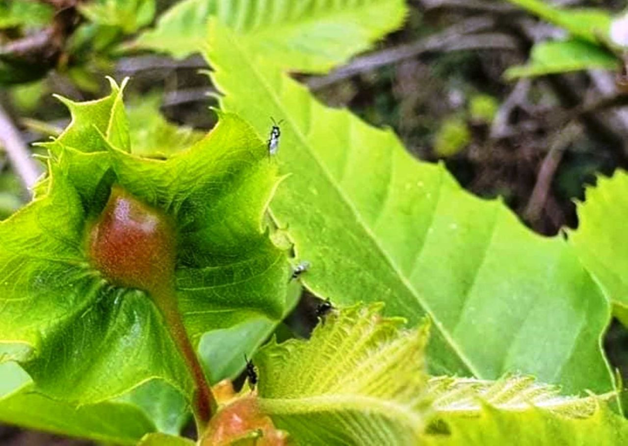 Samsun'da Katil Arılar İle Doğaya Salınan Böceklerle Mücadele Ediliyor - Sayfa 4