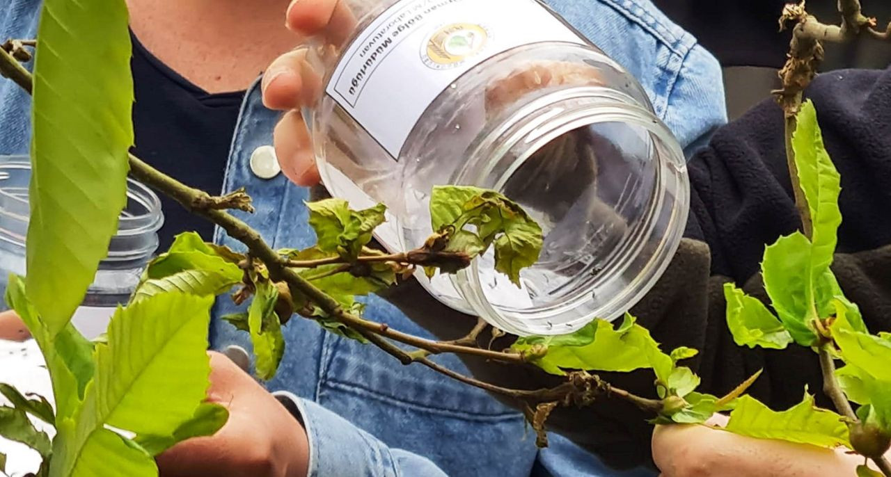 Samsun'da Katil Arılar İle Doğaya Salınan Böceklerle Mücadele Ediliyor - Sayfa 5